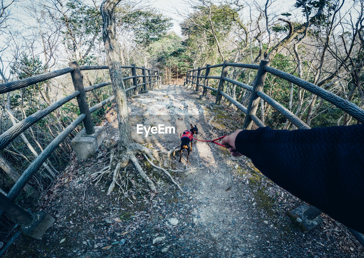 High angle view of man on staircase in forest with black dog