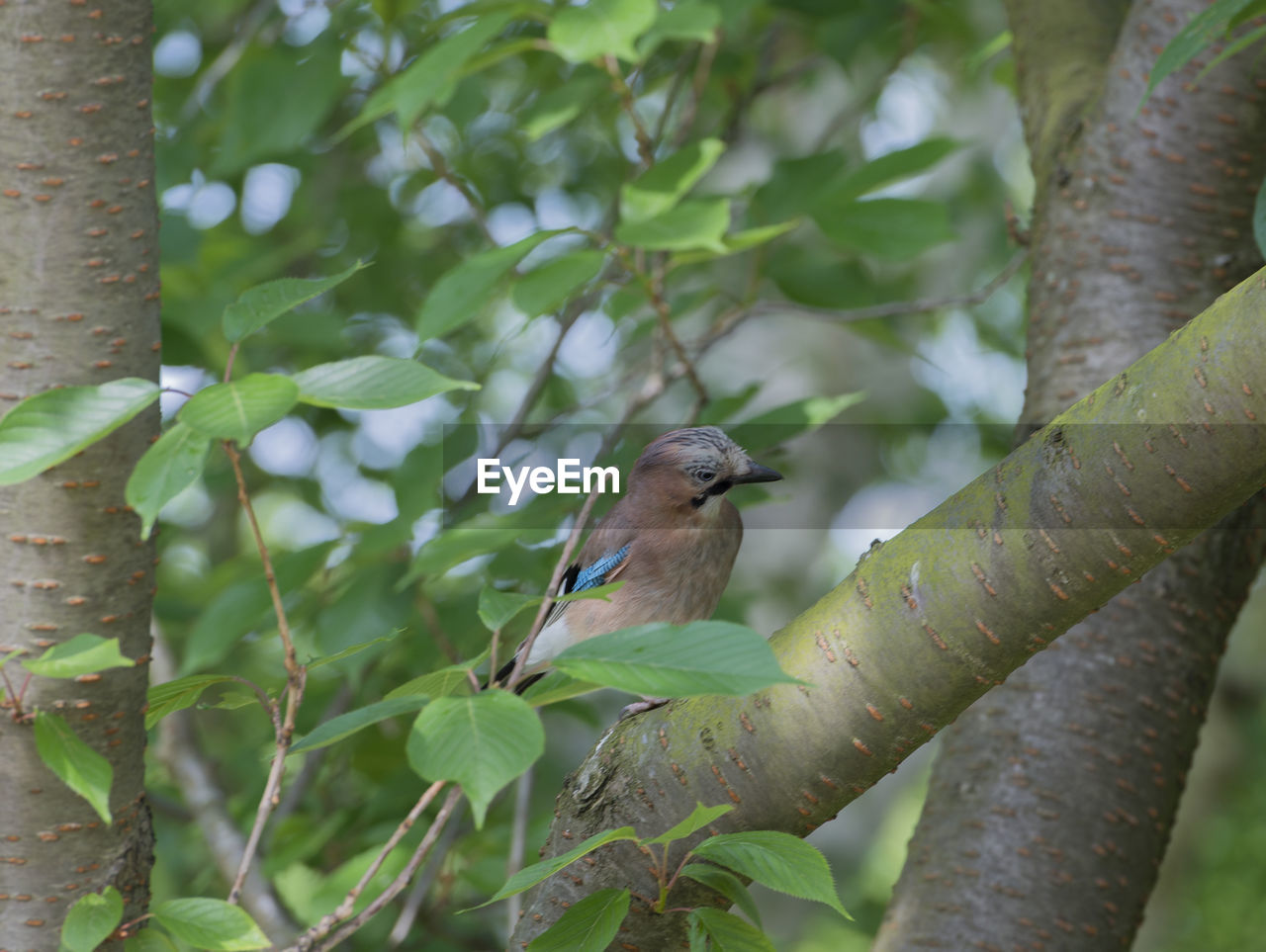 BIRD PERCHING ON TREE