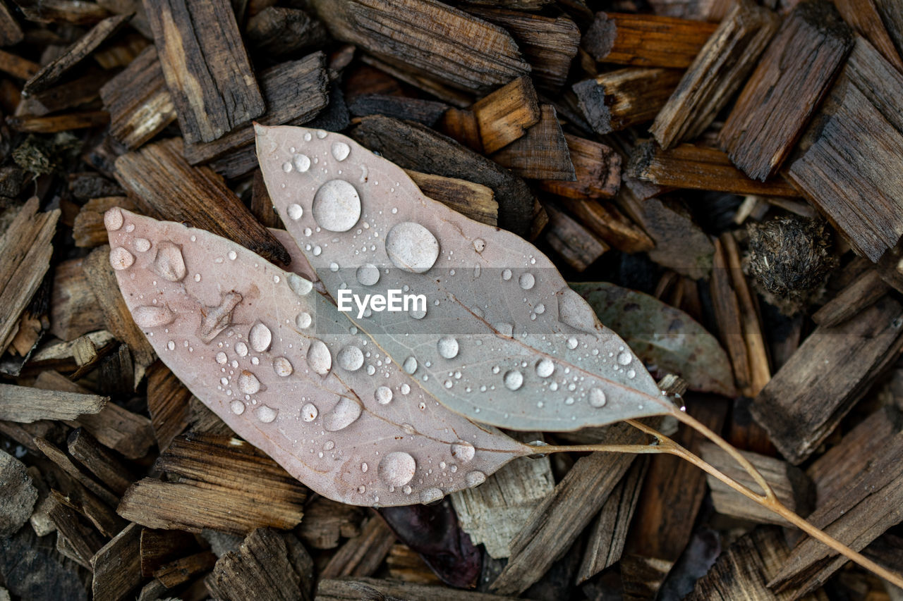 Winter shot of a pair of leaves lying on wood chips. beautiful round water droplets on the leaves. 