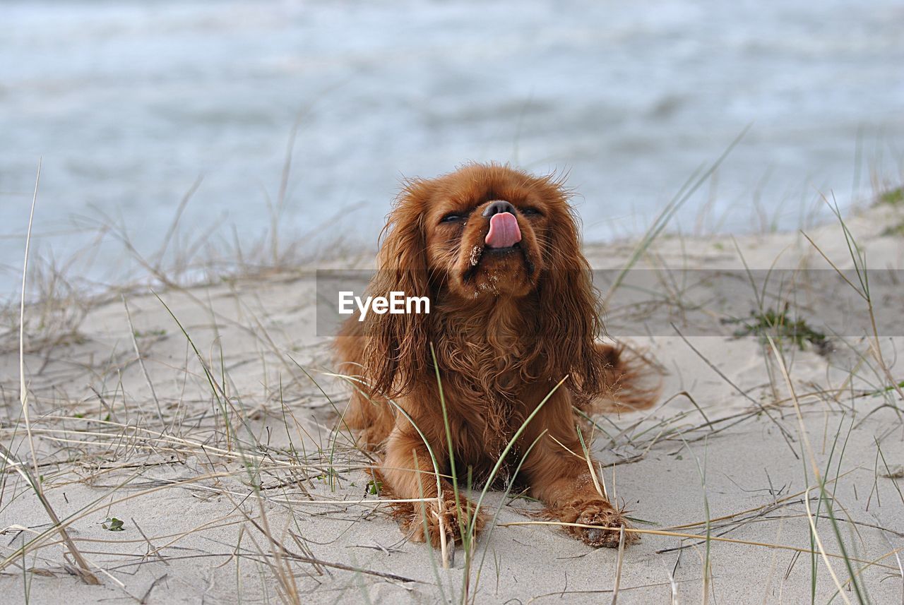 View of dog sitting on land