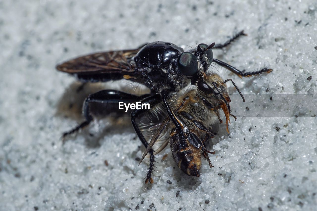 HIGH ANGLE VIEW OF FLY ON LEAF