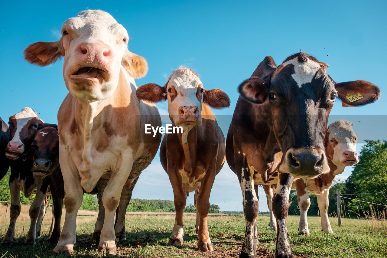 Low angle view of cows standing on field against clear sky