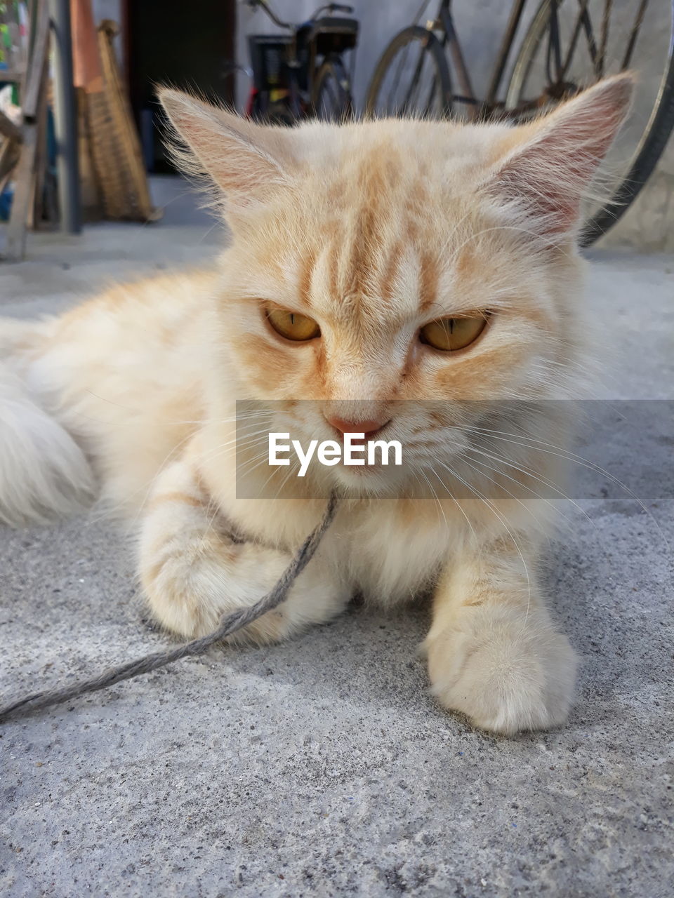 Close-up portrait of a cat