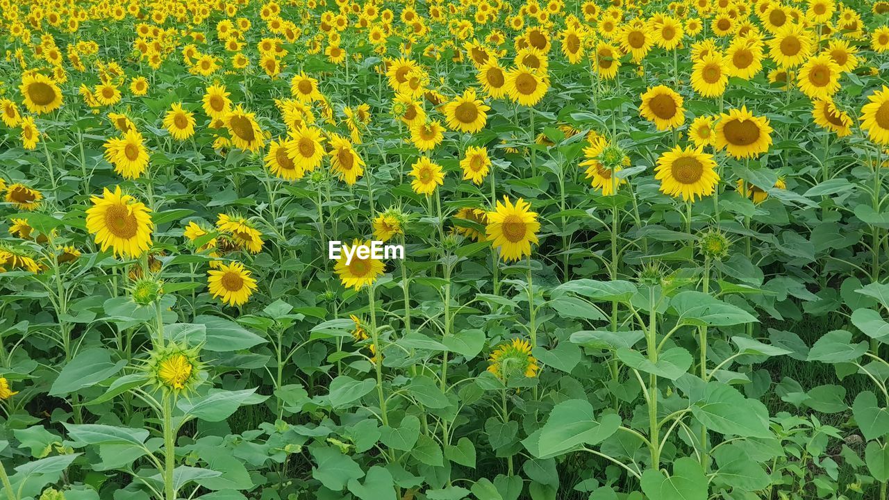 VIEW OF YELLOW FLOWERING PLANTS