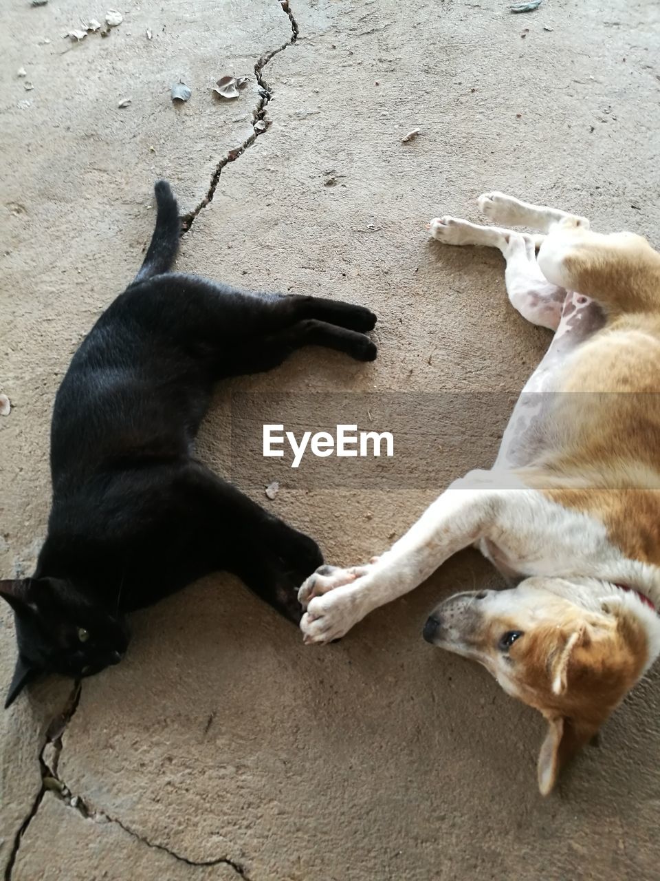 HIGH ANGLE VIEW OF PUPPY LYING DOWN ON FLOOR