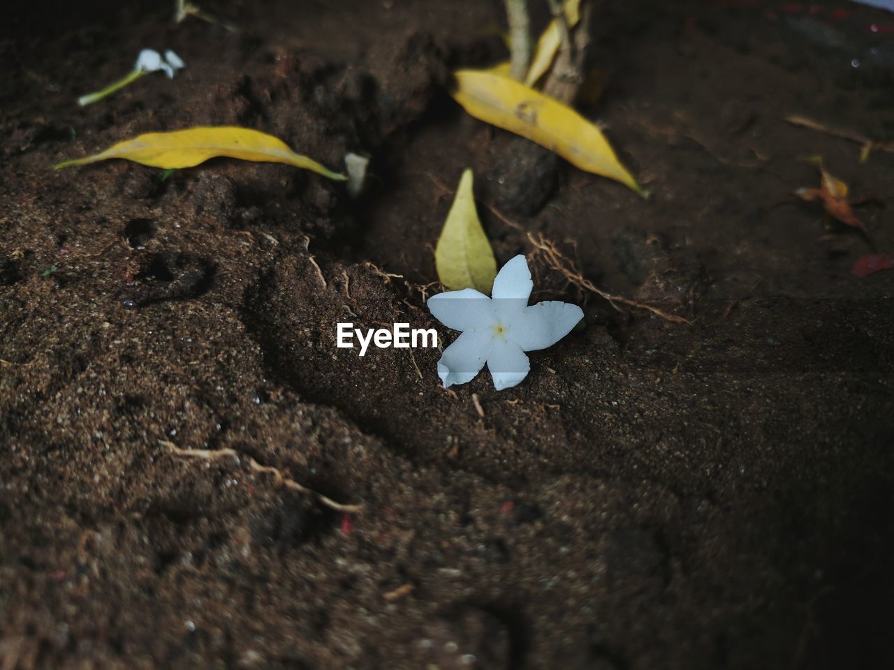 High angle view of white flowering plant