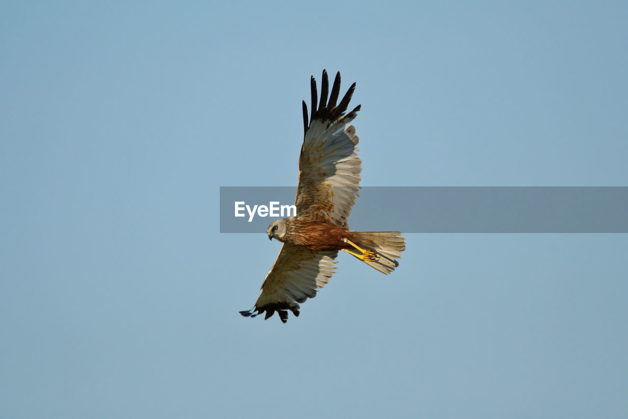 bird, flying, animal themes, animal, wildlife, animal wildlife, bird of prey, spread wings, one animal, sky, clear sky, eagle, animal body part, buzzard, mid-air, falcon, nature, no people, blue, low angle view, hawk, motion, copy space, wing, bald eagle, vulture, outdoors, day, animal wing, sunny, beauty in nature, full length, beak, on the move