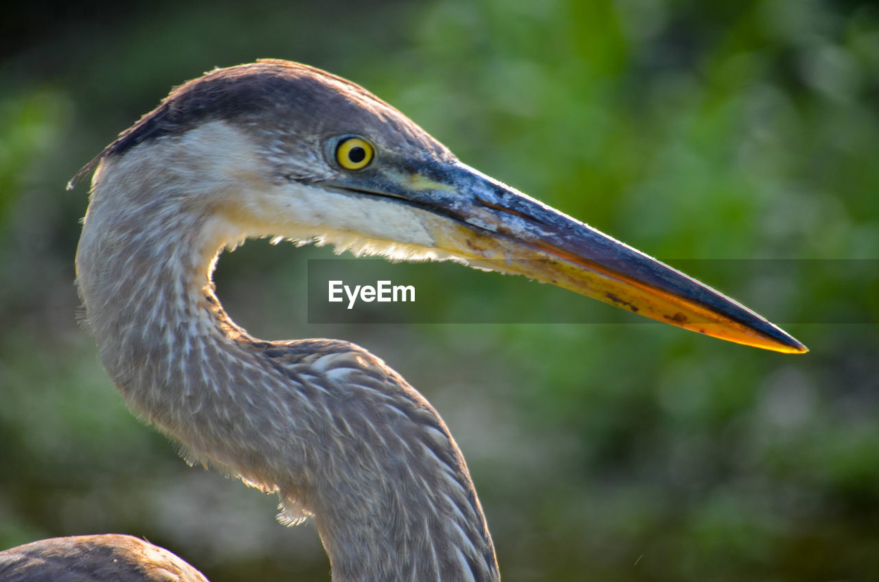 CLOSE-UP OF HERON