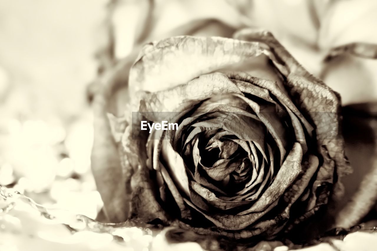 CLOSE-UP OF FRESH WHITE ROSE