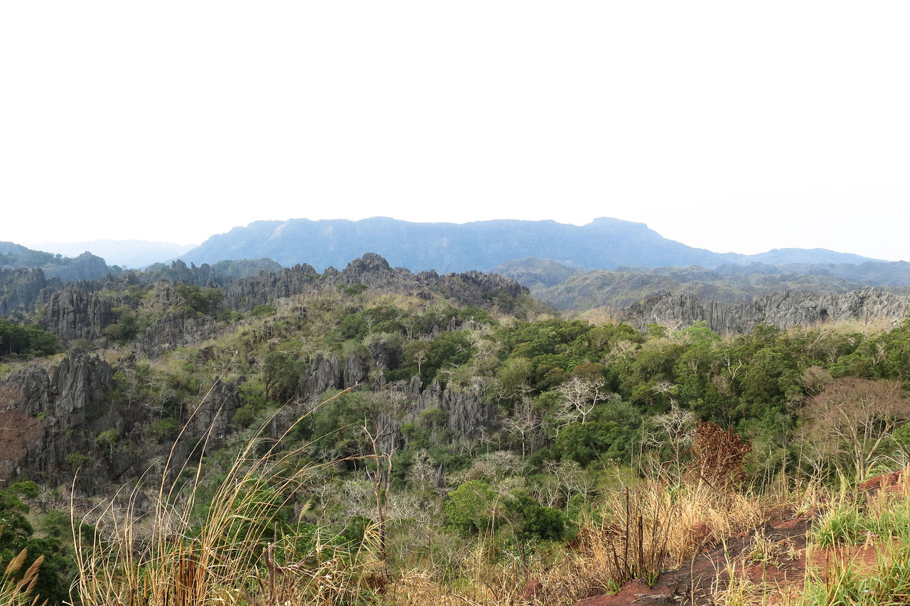 SCENIC VIEW OF FOREST AGAINST SKY