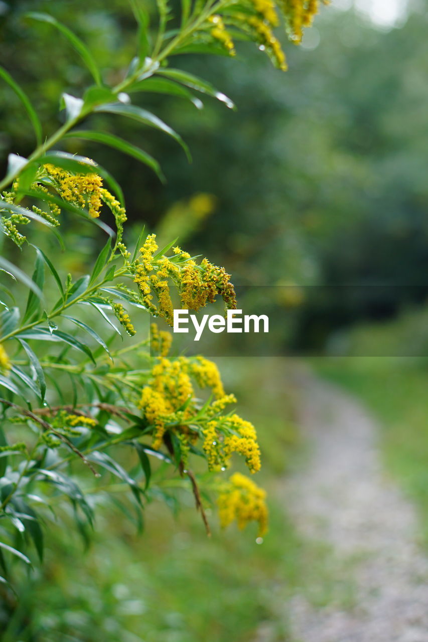 plant, tree, yellow, nature, green, branch, leaf, plant part, growth, beauty in nature, food and drink, close-up, no people, flower, food, outdoors, sunlight, environment, freshness, day, fruit, focus on foreground, macro photography, autumn, healthy eating, shrub, produce, selective focus, land, landscape, summer, forest