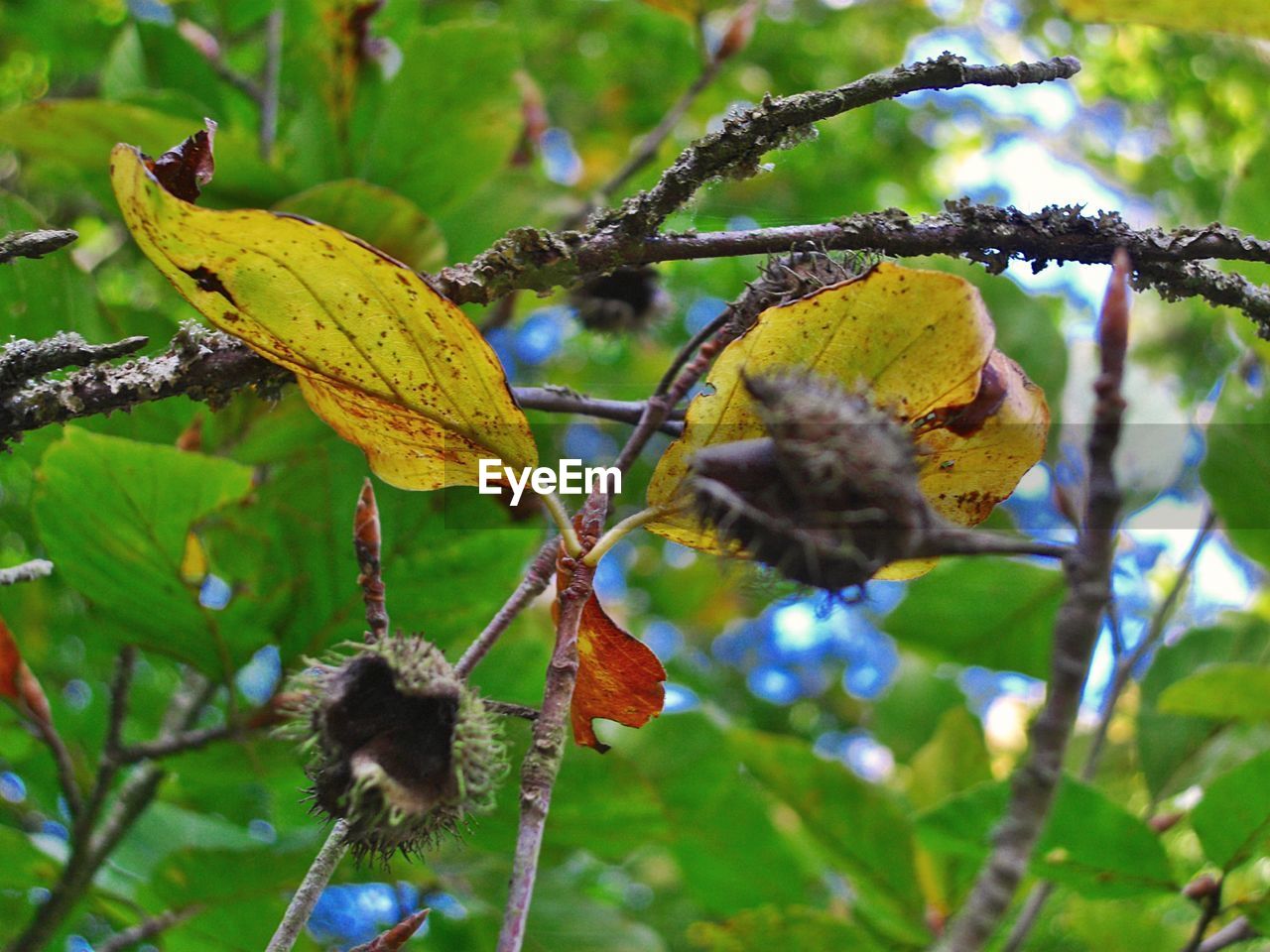 CLOSE-UP OF FRESH GREEN BRANCH