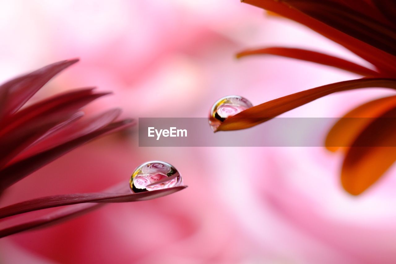 Reflection of flower in water drops