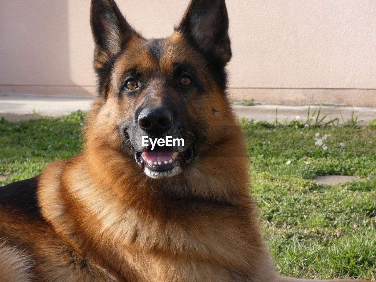 pet, dog, animal themes, one animal, animal, mammal, german shepherd, canine, domestic animals, east-european shepherd, portrait, grass, looking at camera, belgian shepherd malinois, carnivore, no people, belgian shepherd, day, nature, facial expression, plant, animal body part, sticking out tongue, close-up, outdoors, sunlight, looking, brown