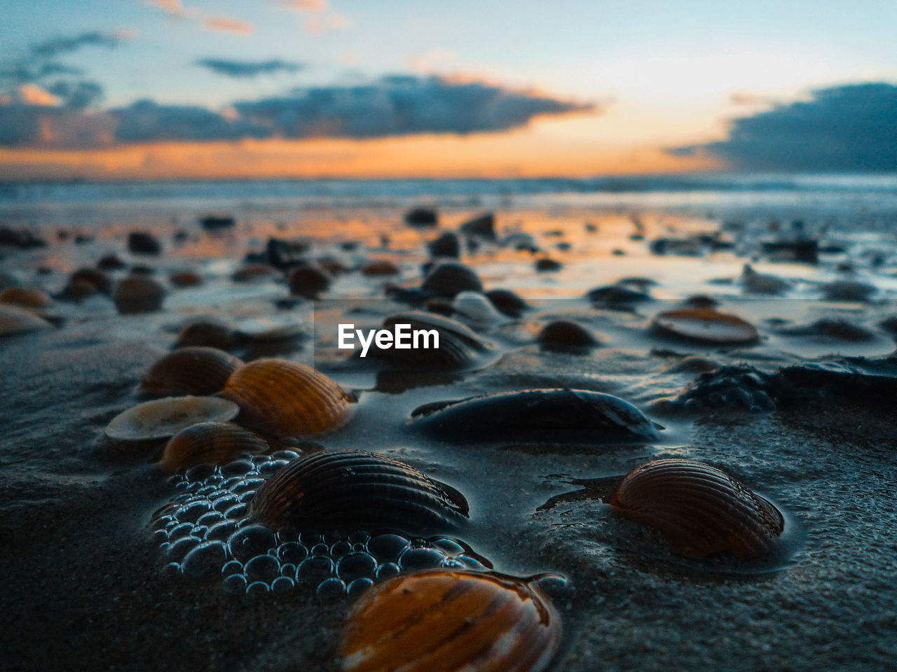 Close-up of seashells at beach against sky during sunset