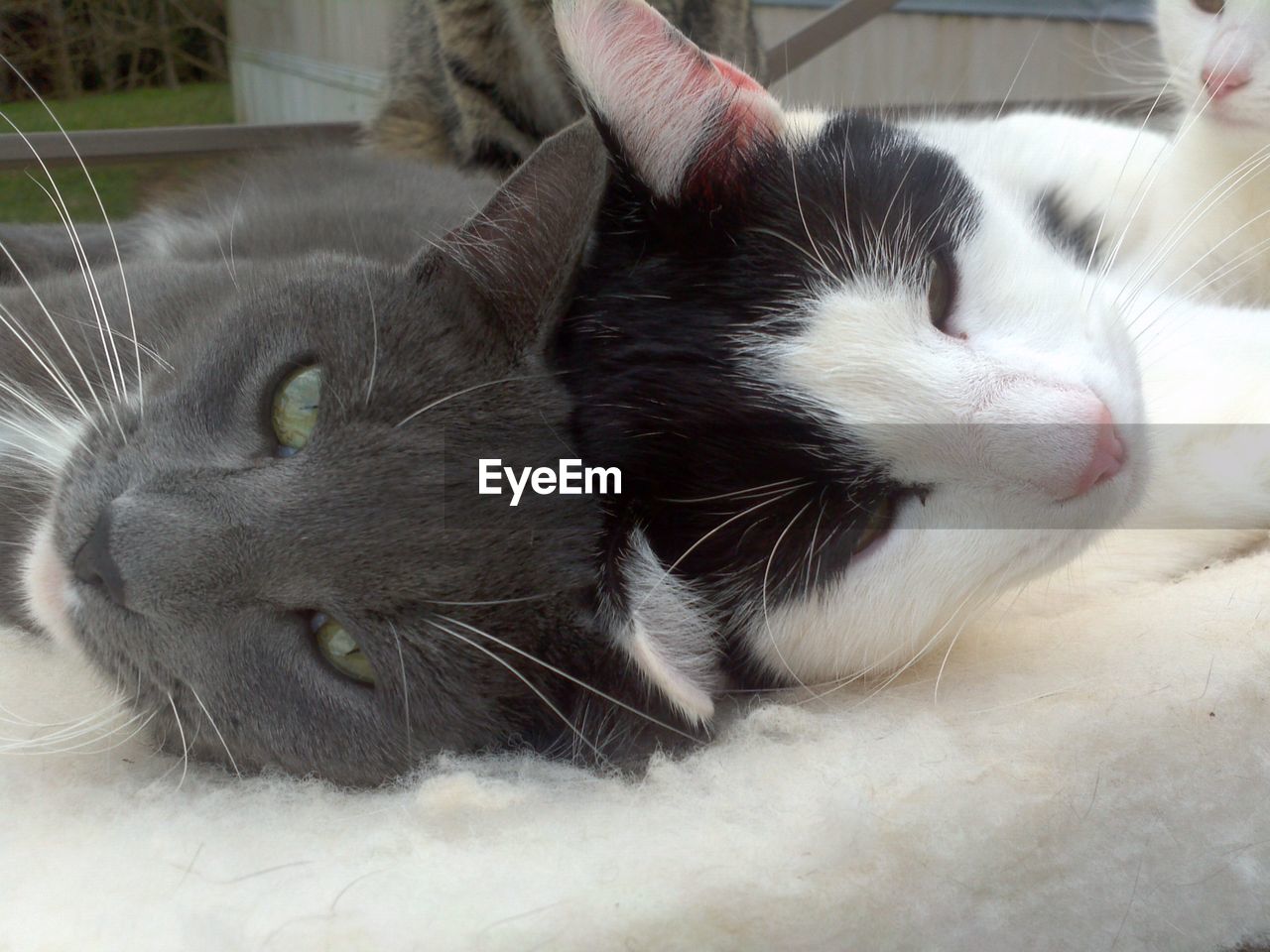 CLOSE-UP PORTRAIT OF CAT LYING ON BED