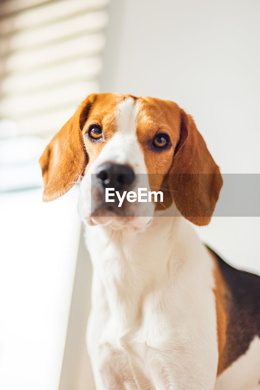 Beagle dog with big eyes sits and looking towards the camera in bright interior