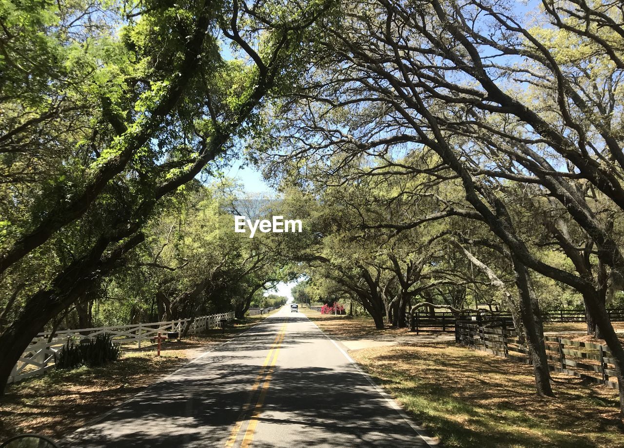 Trees hanging over 