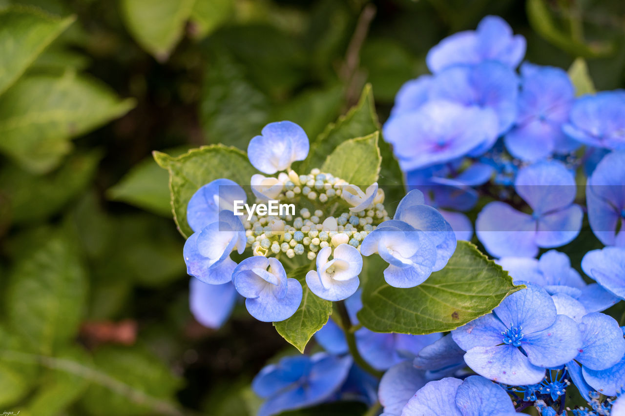 flower, flowering plant, plant, beauty in nature, freshness, nature, blue, plant part, blossom, leaf, close-up, flower head, petal, fragility, inflorescence, growth, springtime, hydrangea serrata, hydrangea, botany, purple, macro photography, outdoors, no people, summer, forget-me-not, environment, day, focus on foreground, social issues, food and drink