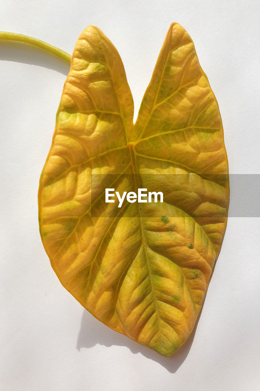 HIGH ANGLE VIEW OF YELLOW LEAF ON WHITE BACKGROUND