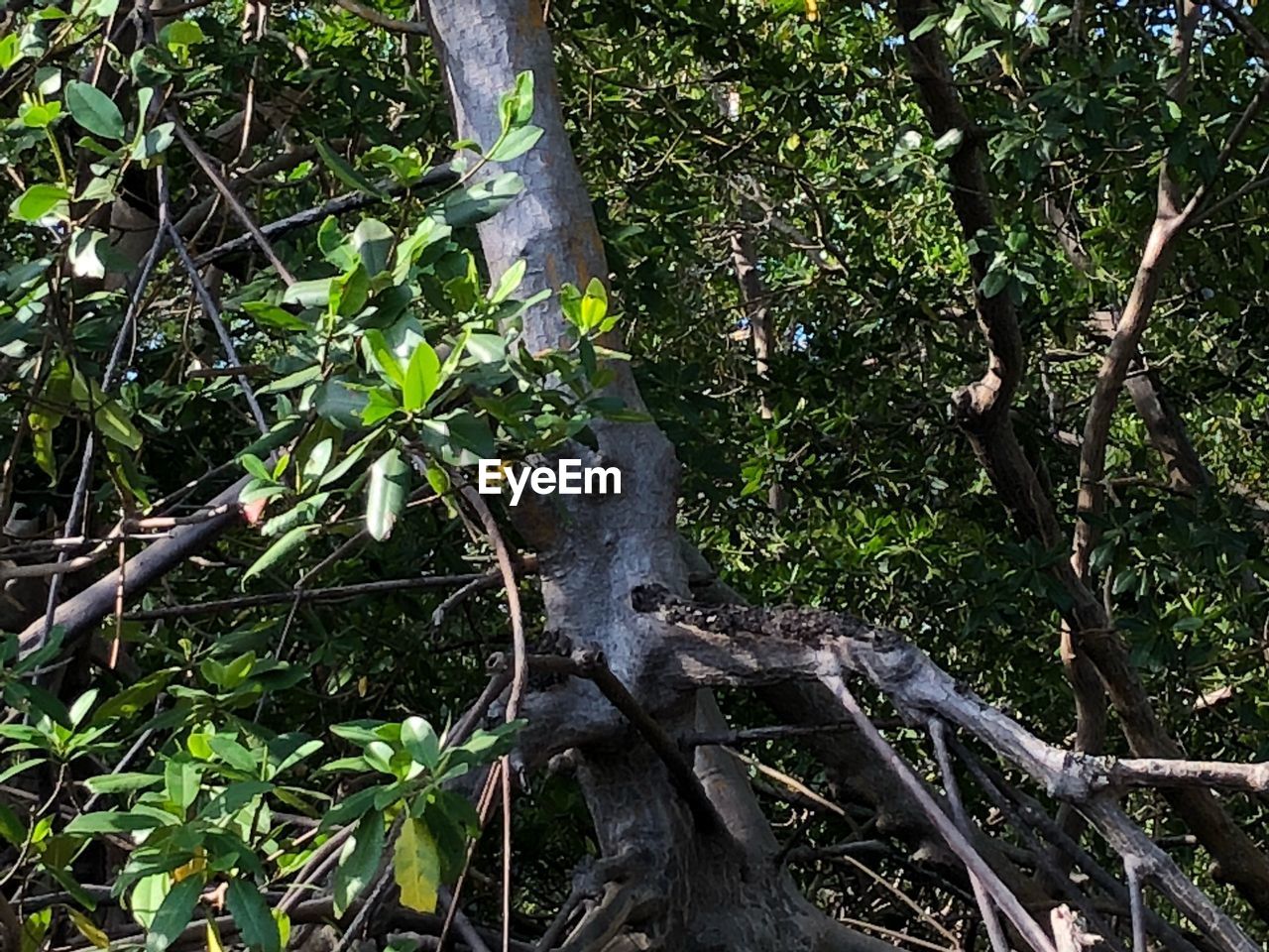 VIEW OF AN ANIMAL ON TREE