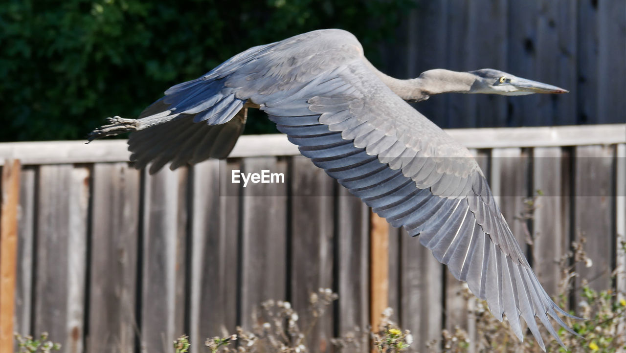 CLOSE-UP OF GRAY HERON AGAINST WHITE WALL