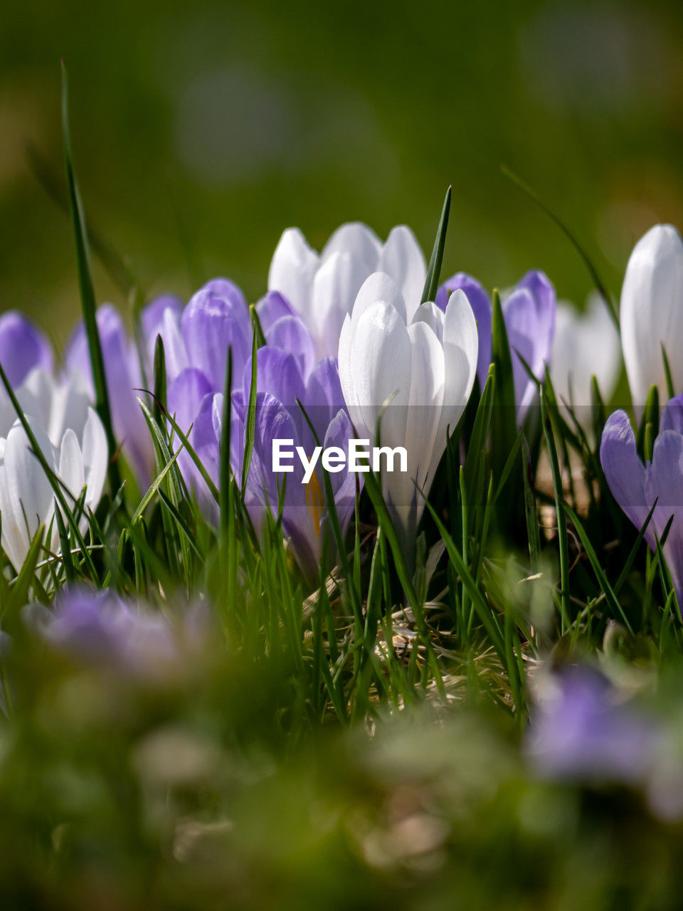 plant, flower, flowering plant, nature, beauty in nature, freshness, purple, selective focus, macro photography, crocus, fragility, green, grass, close-up, springtime, growth, petal, no people, iris, meadow, blossom, flower head, outdoors, inflorescence, white, field, land, wildflower, sunlight, day, plain