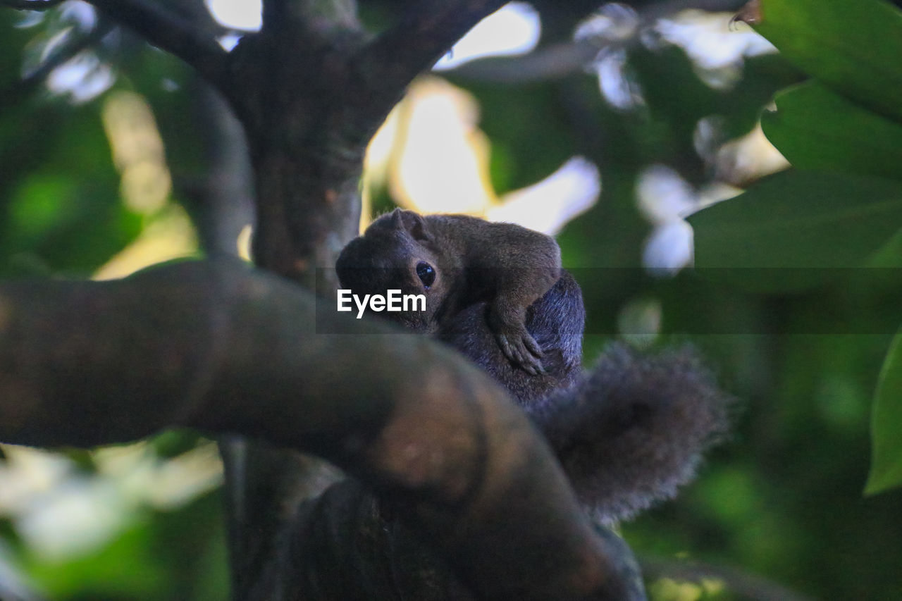 low angle view of monkey