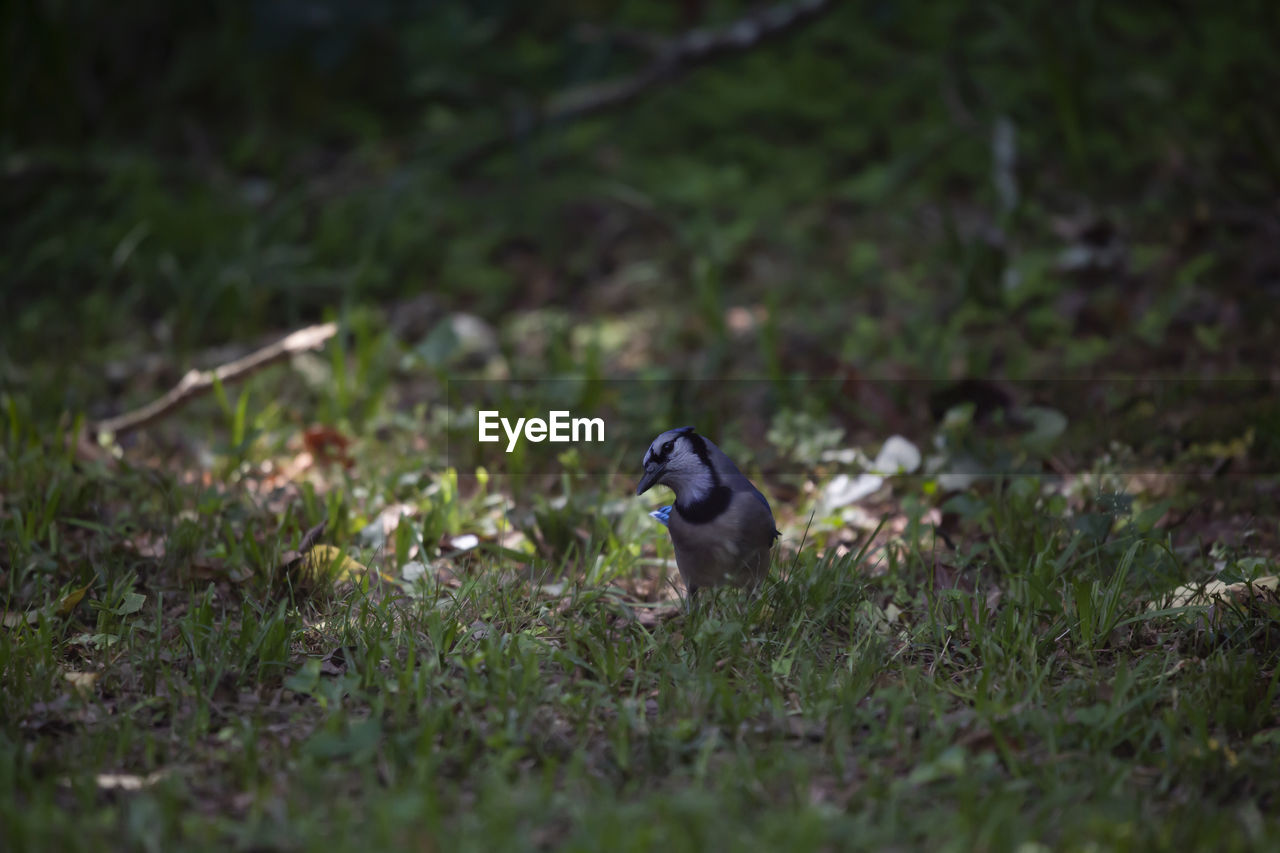 Inquisitive blue jay cyanocitta cristata foraging on the ground