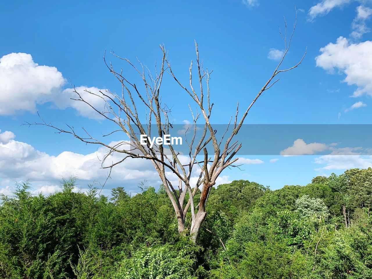 Plants growing on land against sky