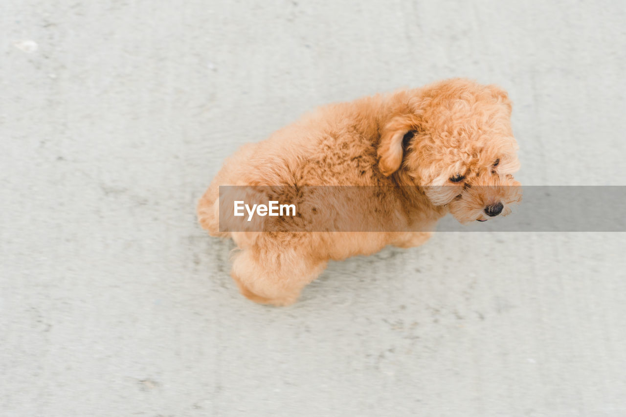 Brown puppy poodle on floor top down