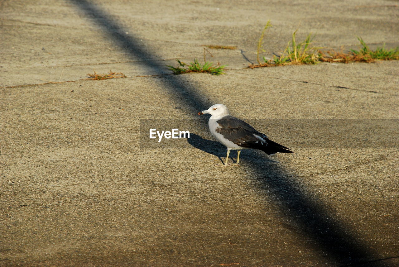 HIGH ANGLE VIEW OF BIRD ON STREET