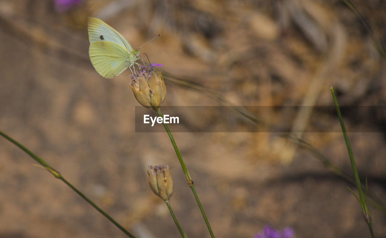 Butterfly on flower against blurred background