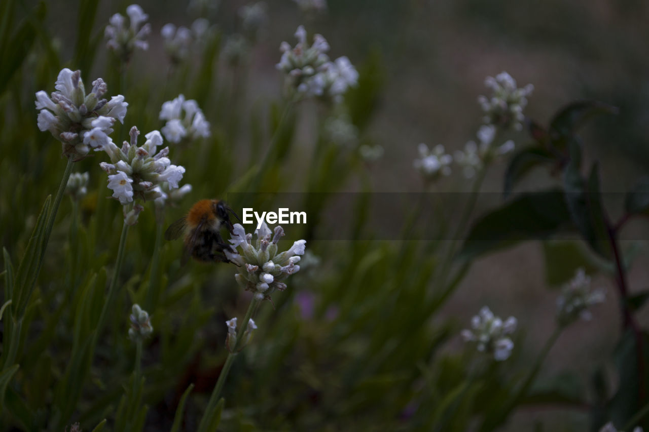 CLOSE-UP OF BEE POLLINATING ON PURPLE FLOWERING PLANT