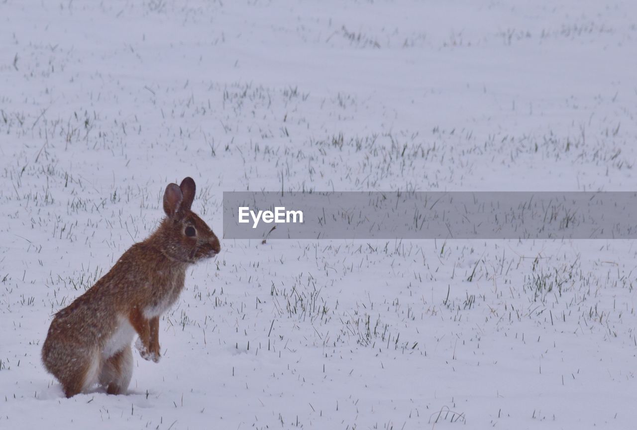 Rabbit standing on snowy field during winter