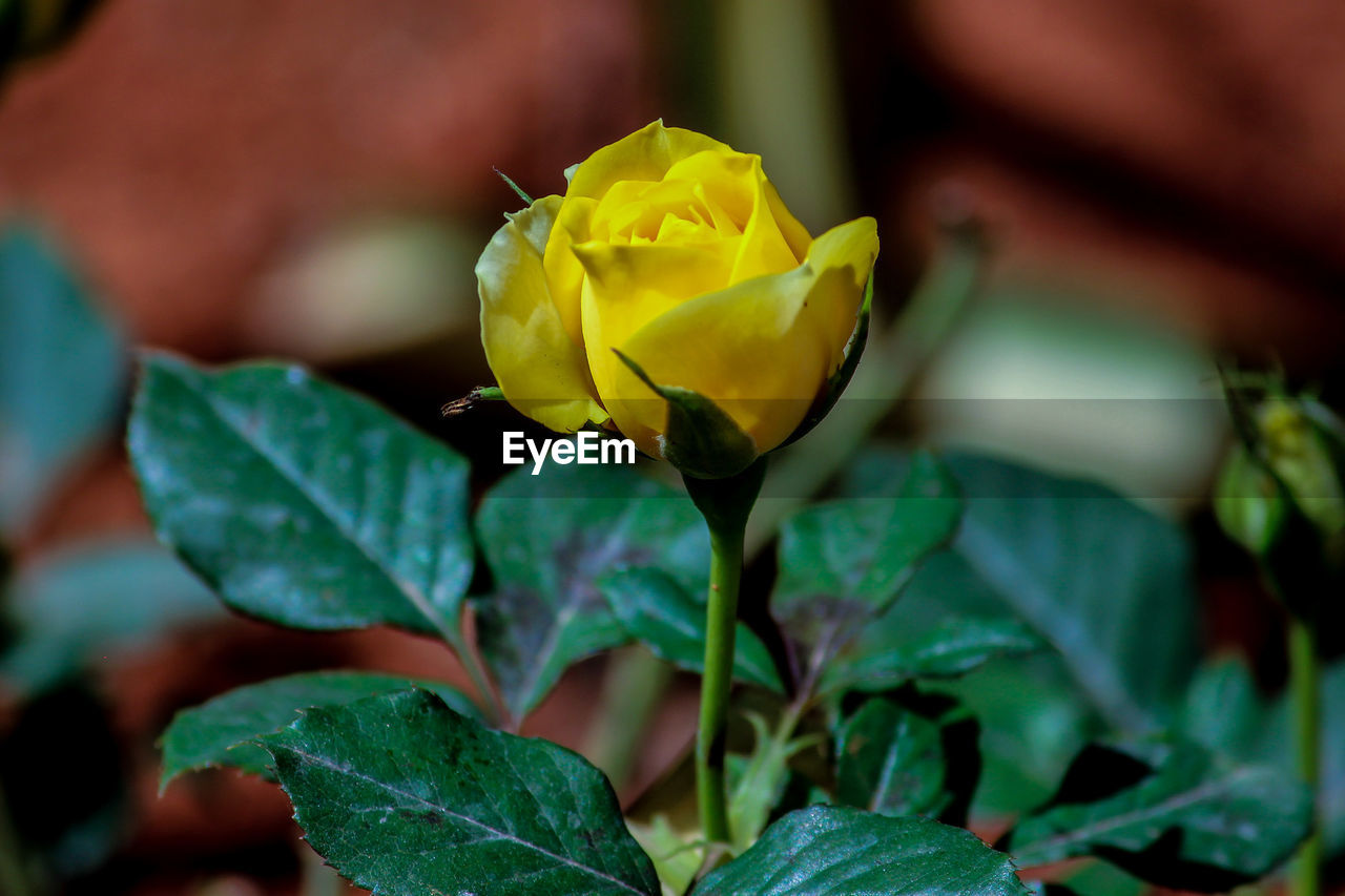 CLOSE-UP OF YELLOW ROSE IN PLANT