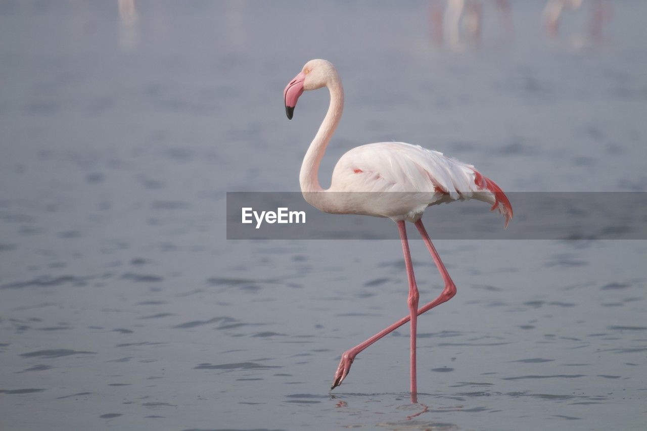 animal themes, animal, animal wildlife, bird, wildlife, flamingo, water, beak, pink, water bird, nature, one animal, sea, side view, travel destinations, no people, standing, full length, wading, day, animal body part, outdoors, focus on foreground, reflection, beauty in nature, beach