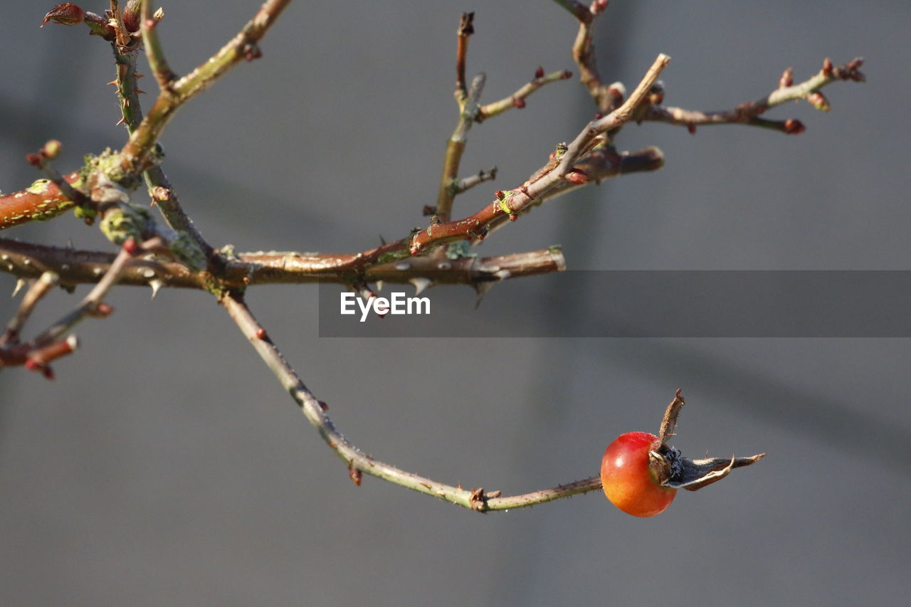 Close-up of rosehip 