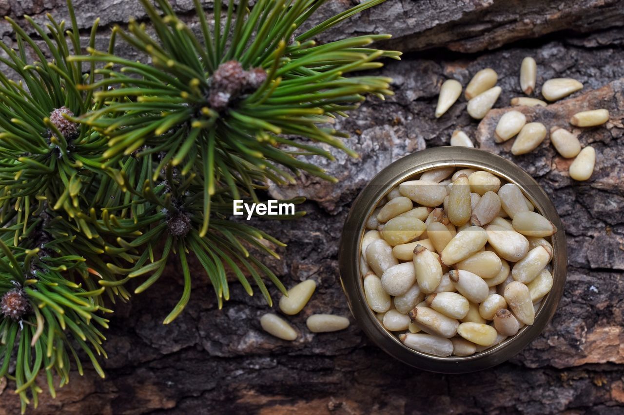 HIGH ANGLE VIEW OF FRUITS ON TREE