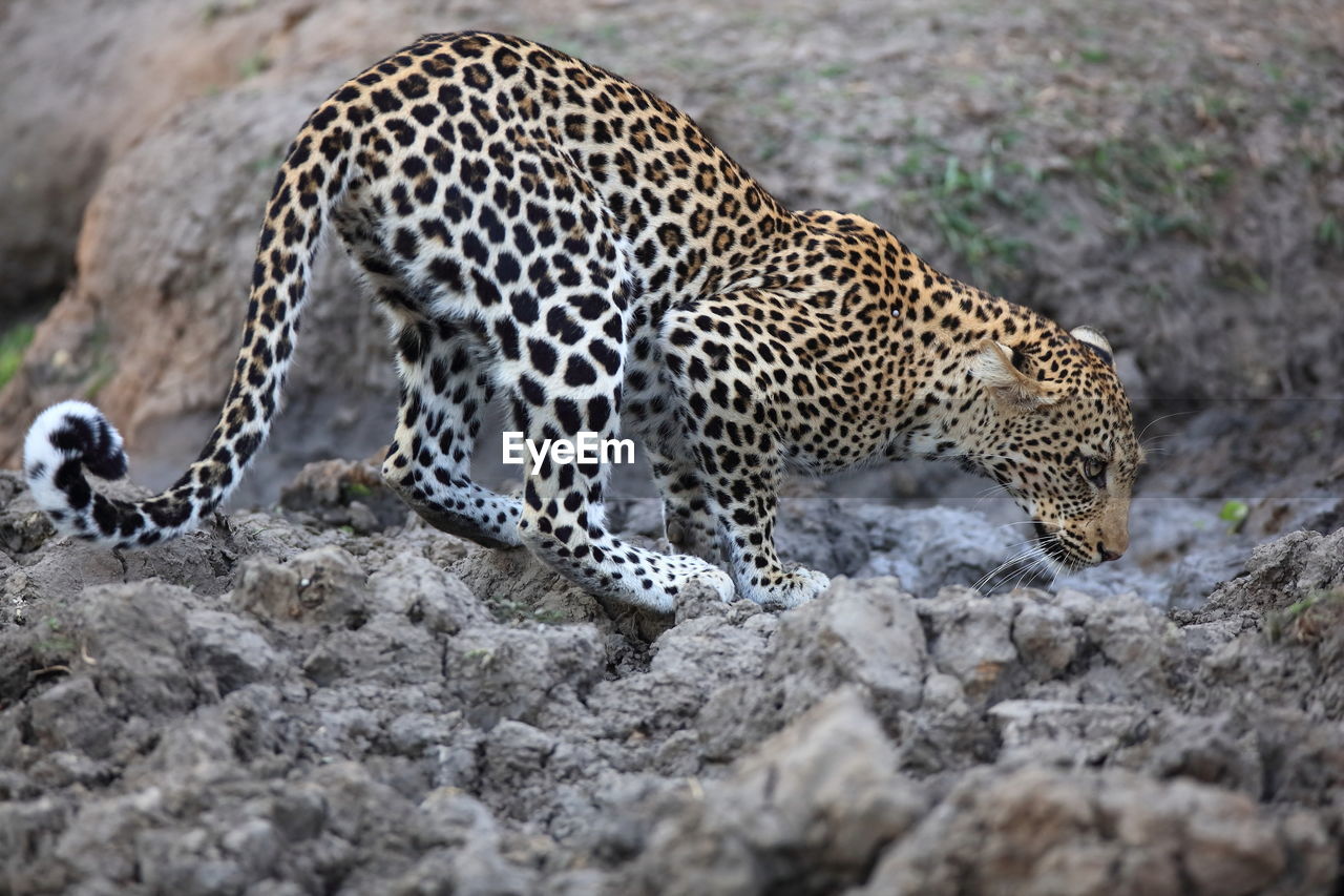 Close up of a leopard