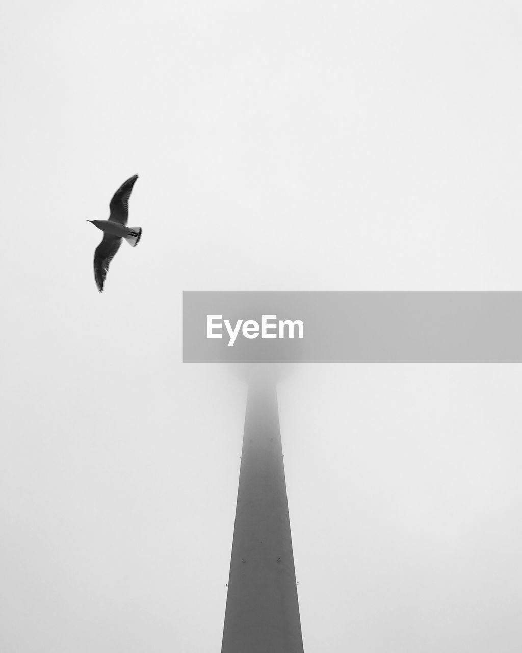 Low angle view of bird flying by fernsehturm in foggy weather