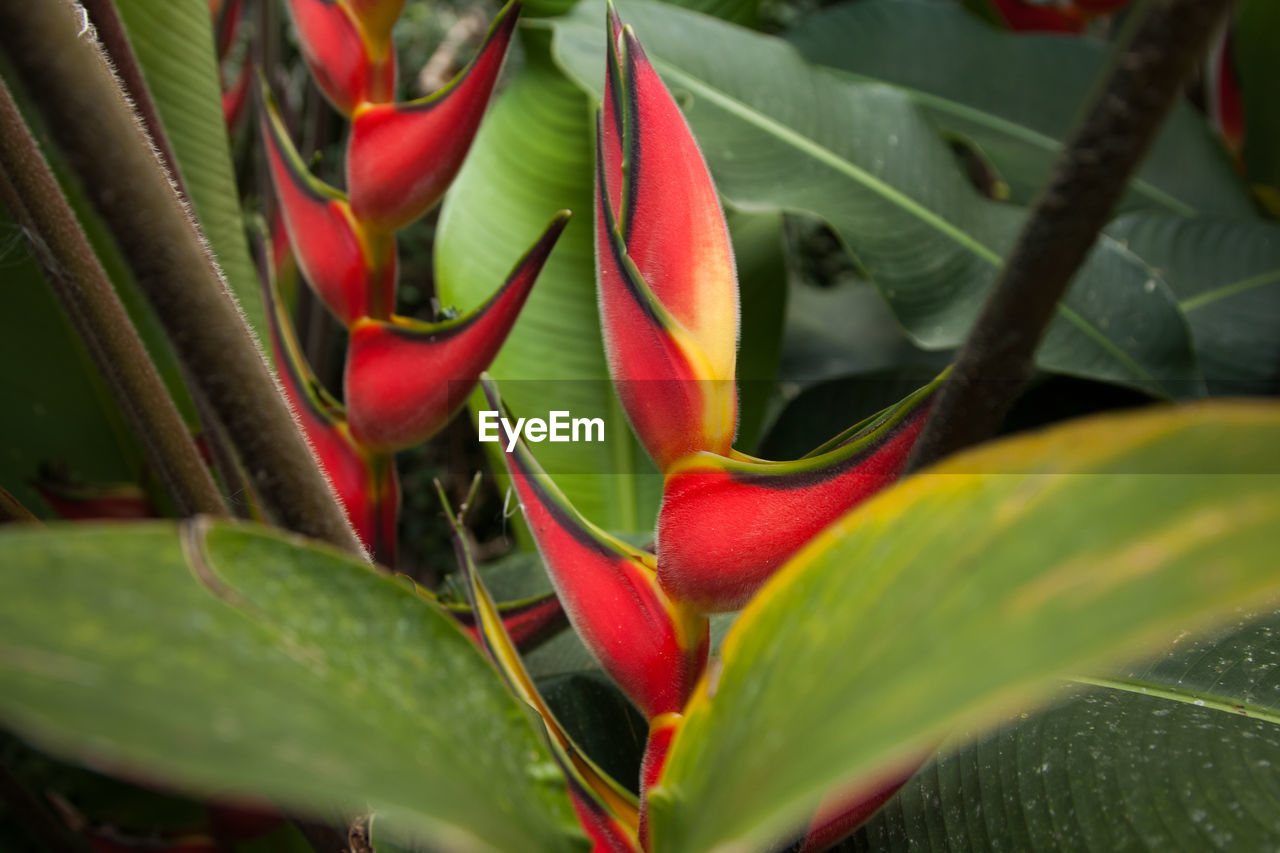 Close-up of red flowering plant