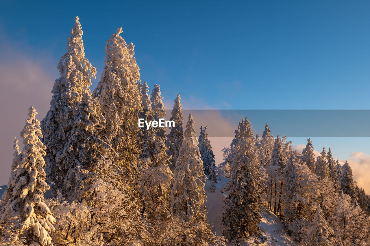 Low angle view of trees against sky during winter