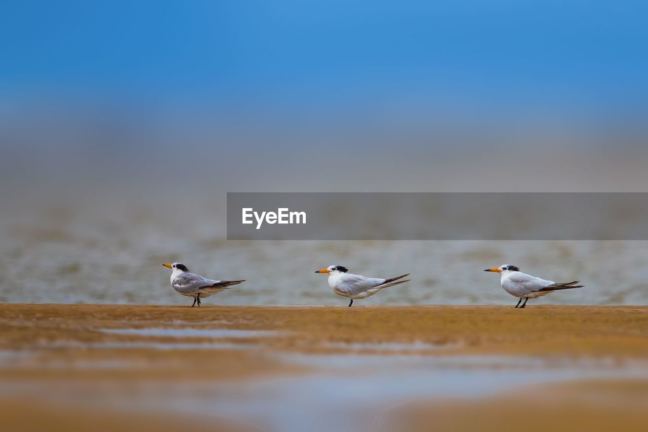 BIRDS ON BEACH