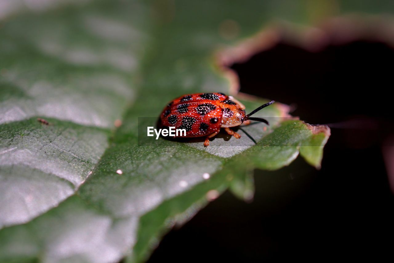 Close-up of insect on leaf