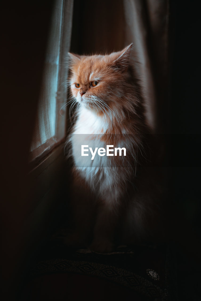 Cat looking away while sitting on window