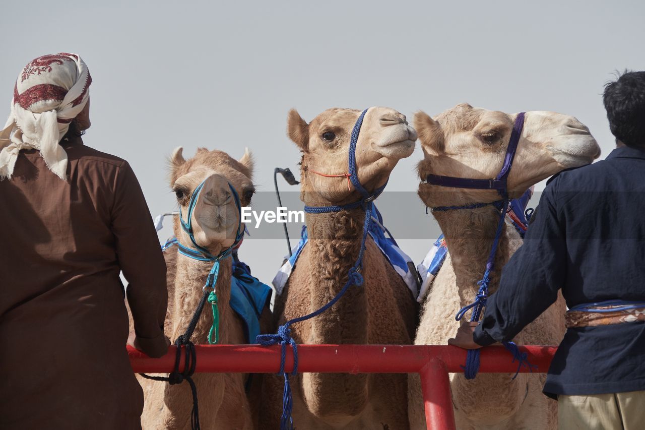 Camels ready for racing