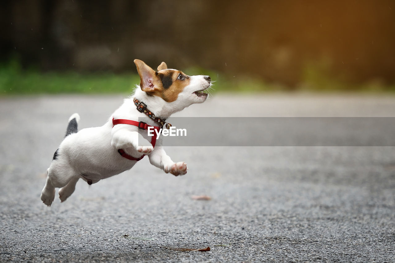 Dog running on road