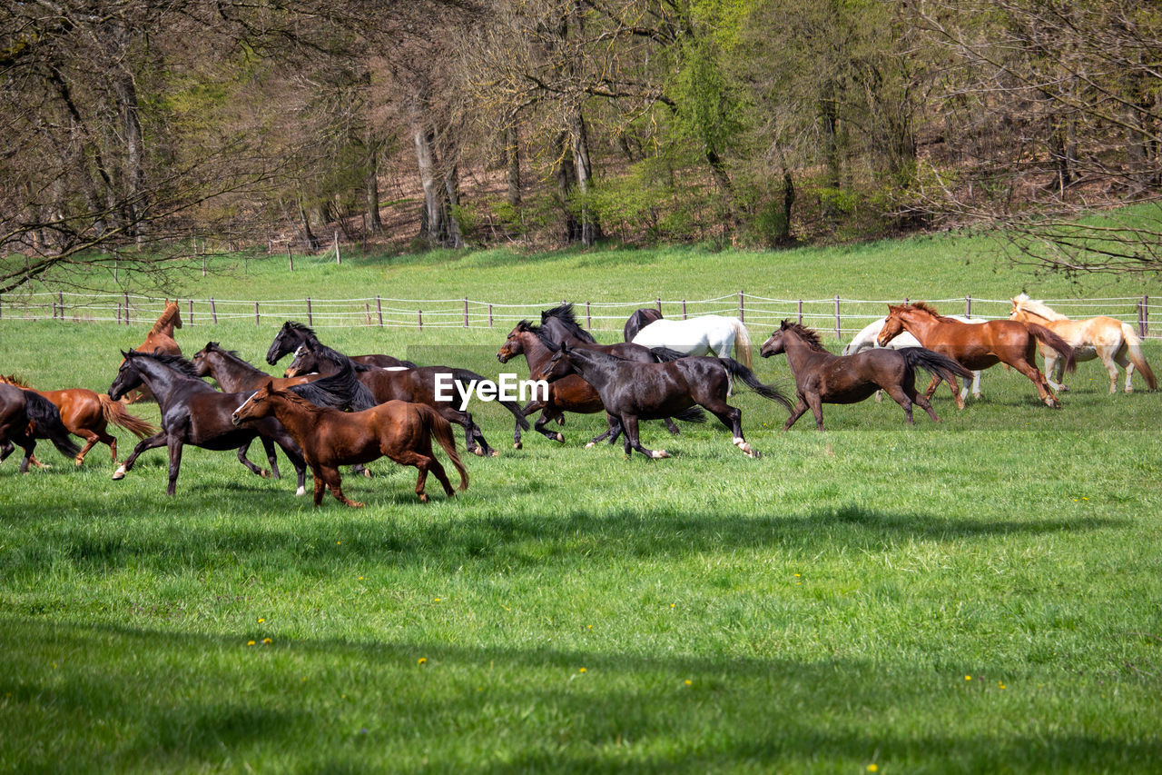 Horses running on field