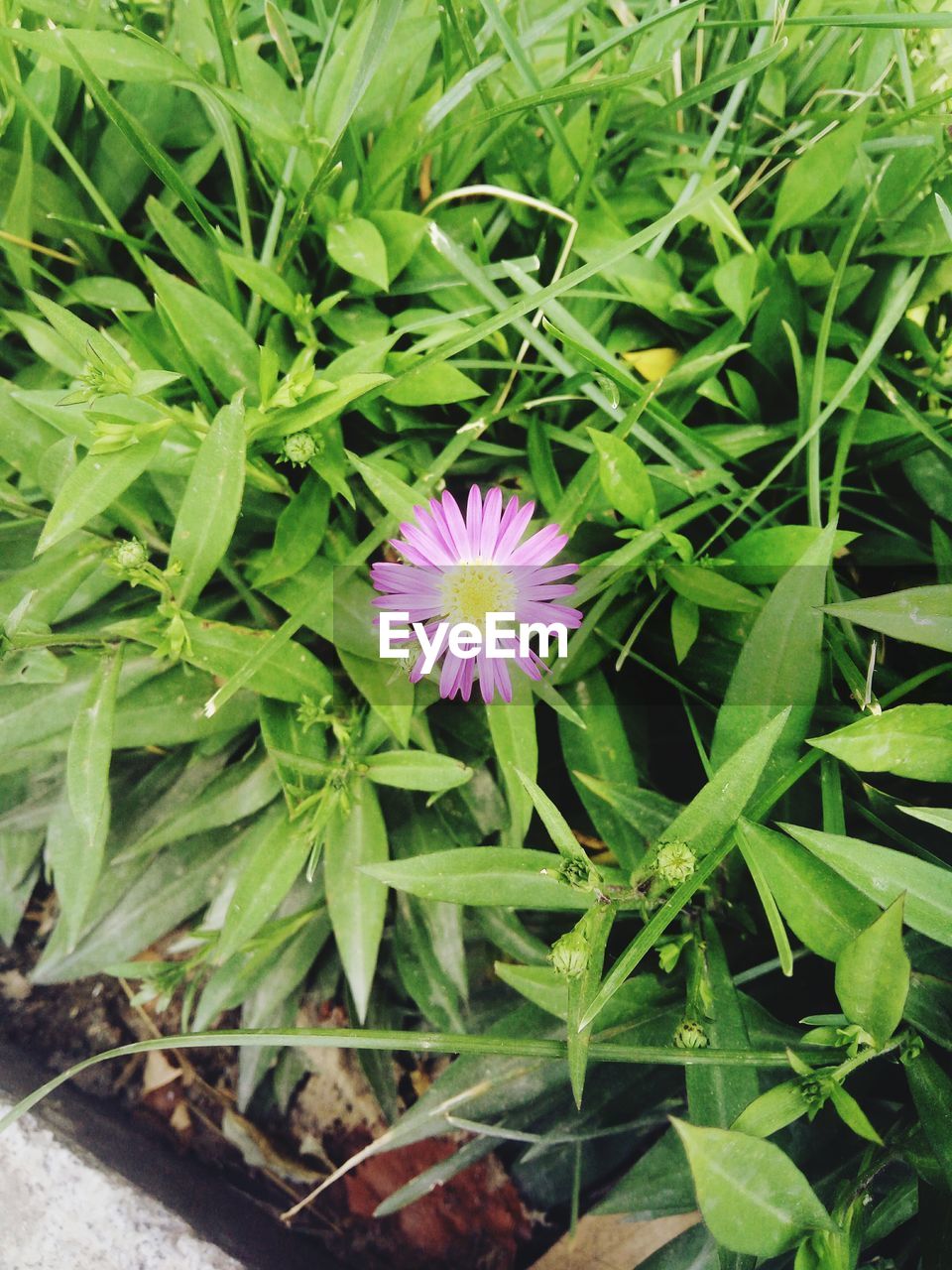 CLOSE-UP OF FLOWER BLOOMING IN FIELD